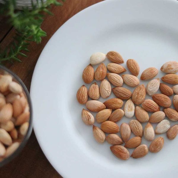 هسته زردآلو هسته زردآلو نمکی - Image 1