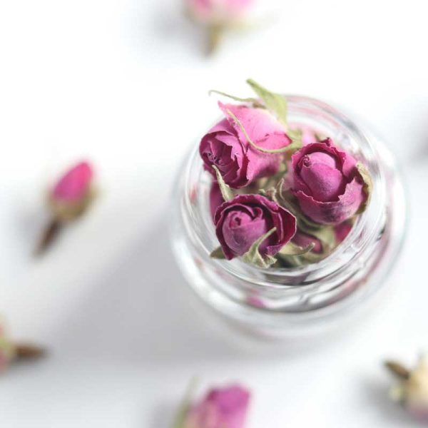 گل-سرخ غنچه گل سرخ